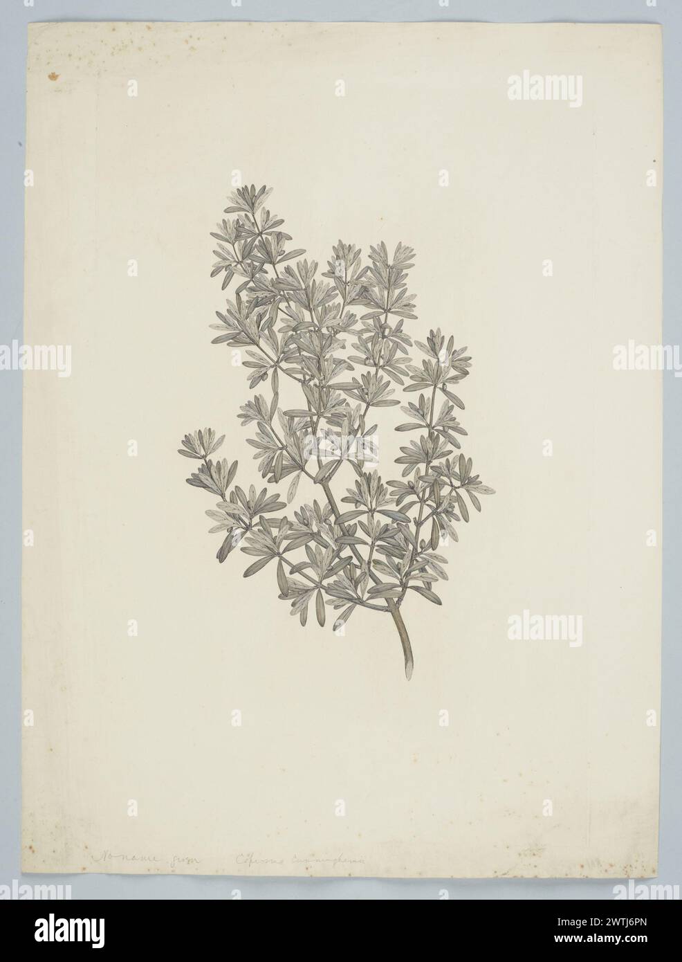 Coprosma propinqua Cunningham prints, copper engravings, line engravings Stock Photo