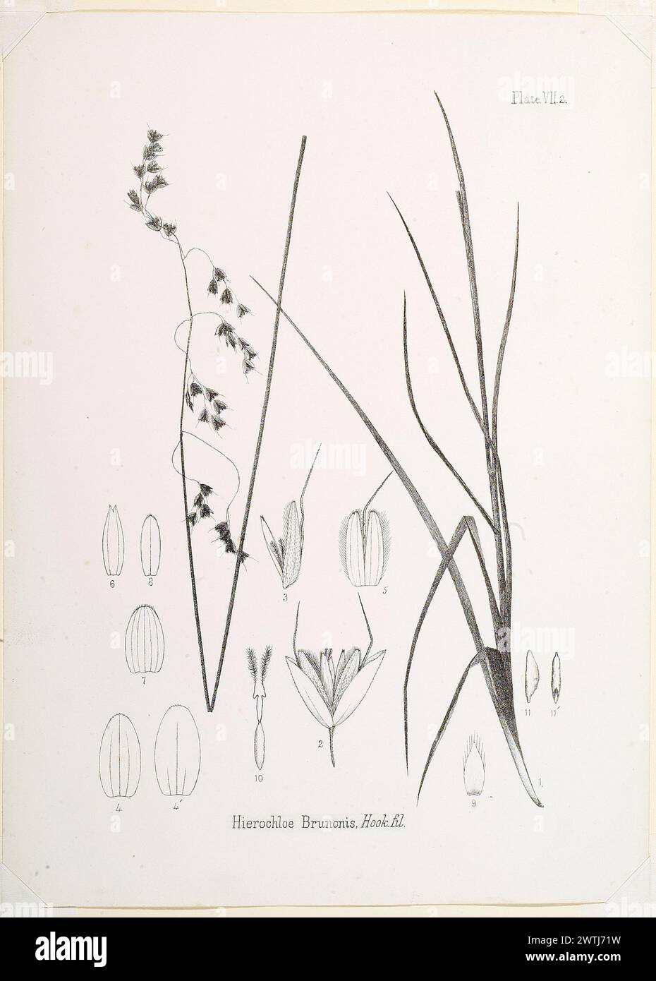 Hierochloe brunonis Hook.fil. prints, lithographs, works on paper Stock Photo