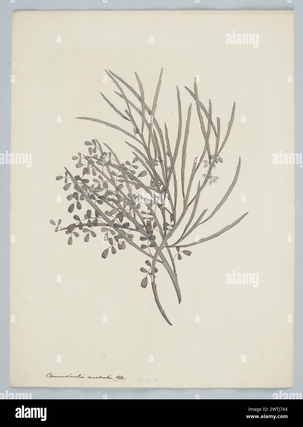 Carmichaelia solandri Simpson prints, copper engravings, line engravings Stock Photo