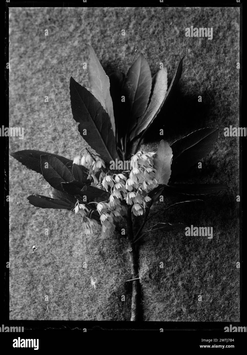 Elaeocarpus gelatin silver negatives, black-and-white negatives Stock Photo