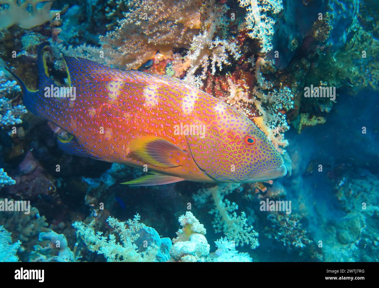Barsch, Tauchplatz Jackson Reef, Rotes Meer, Ägypten *** Perch, dive ...