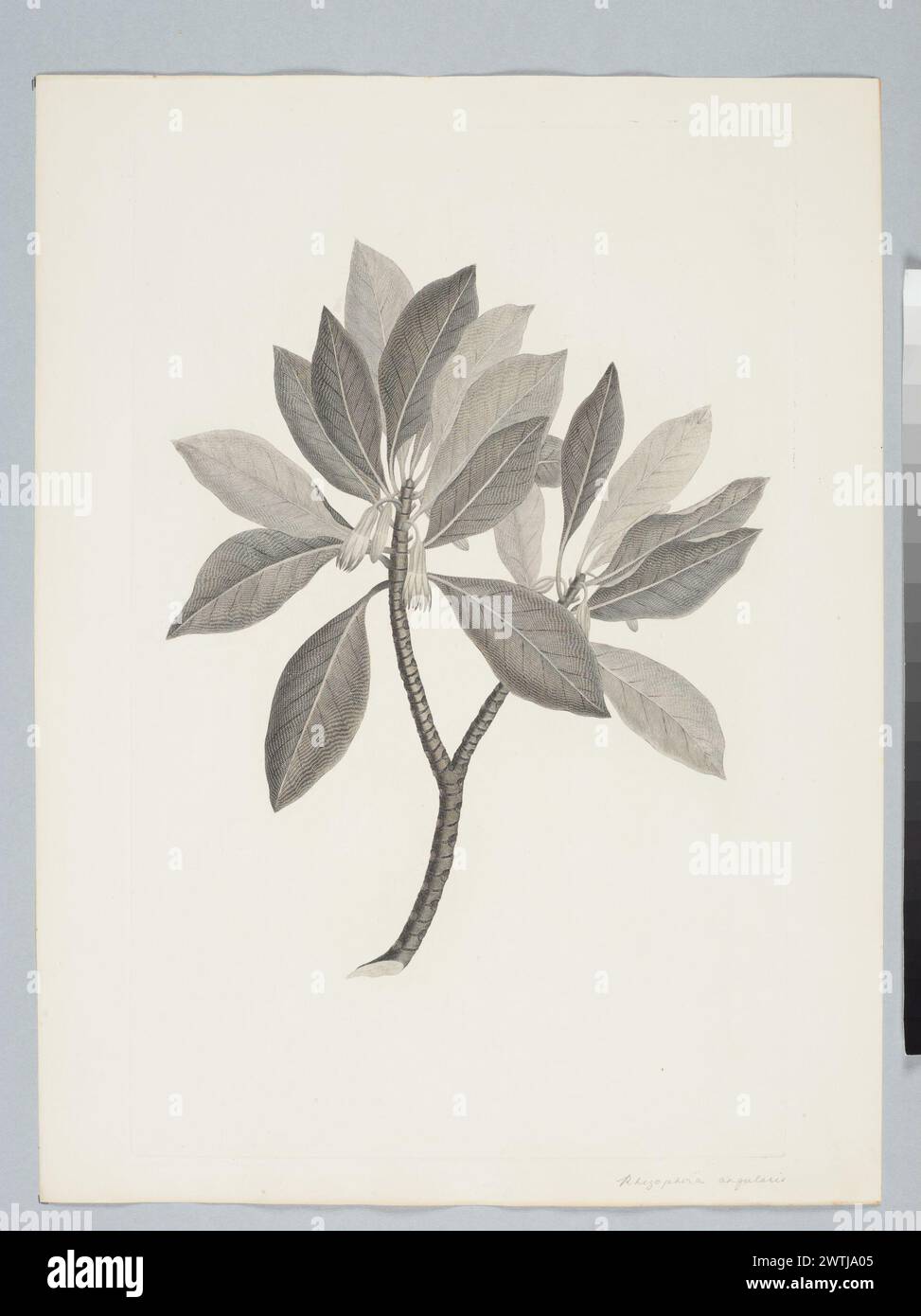 Bruguiera conjugata (Linnaeus) Merrill prints, copper engravings, line engravings Stock Photo