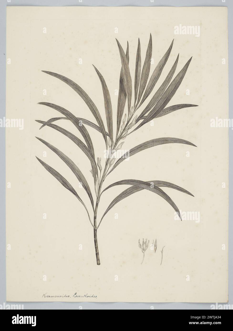 Persoonia falcata R. Brown prints, copper engravings, line engravings Stock Photo