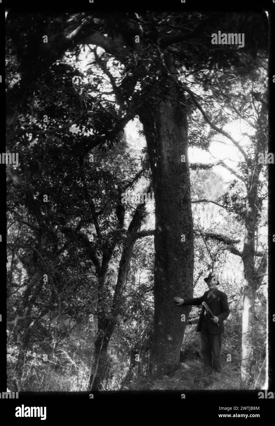 Rod McDonald at large matai tree in Pakipaki Bush on Horowhenua dune belt colour transparencies, colour slides, copies Stock Photo