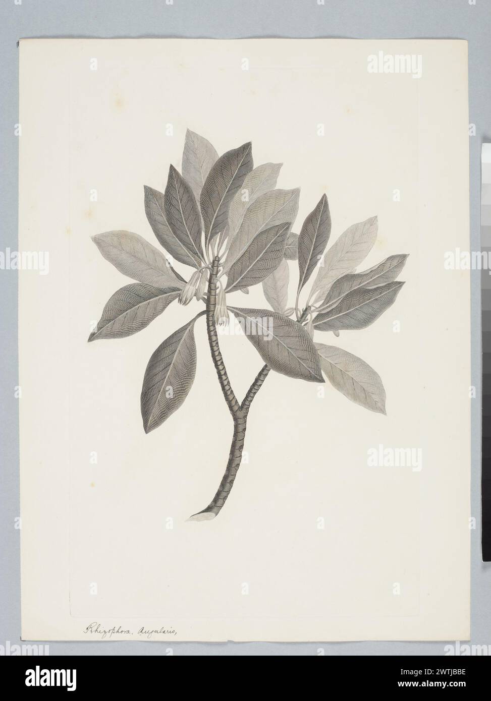 Bruguiera conjugata (Linnaeus) Merrill prints, copper engravings, line engravings Stock Photo