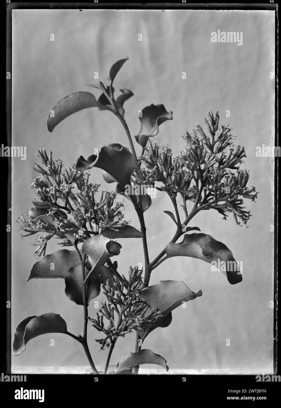 Olearia paniculata gelatin silver negatives, black-and-white negatives Stock Photo