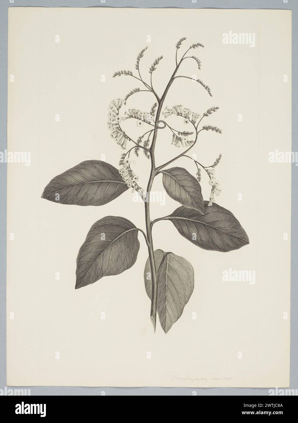 Tournefortia sarmentosa Lamarck prints, copper engravings, line engravings Stock Photo