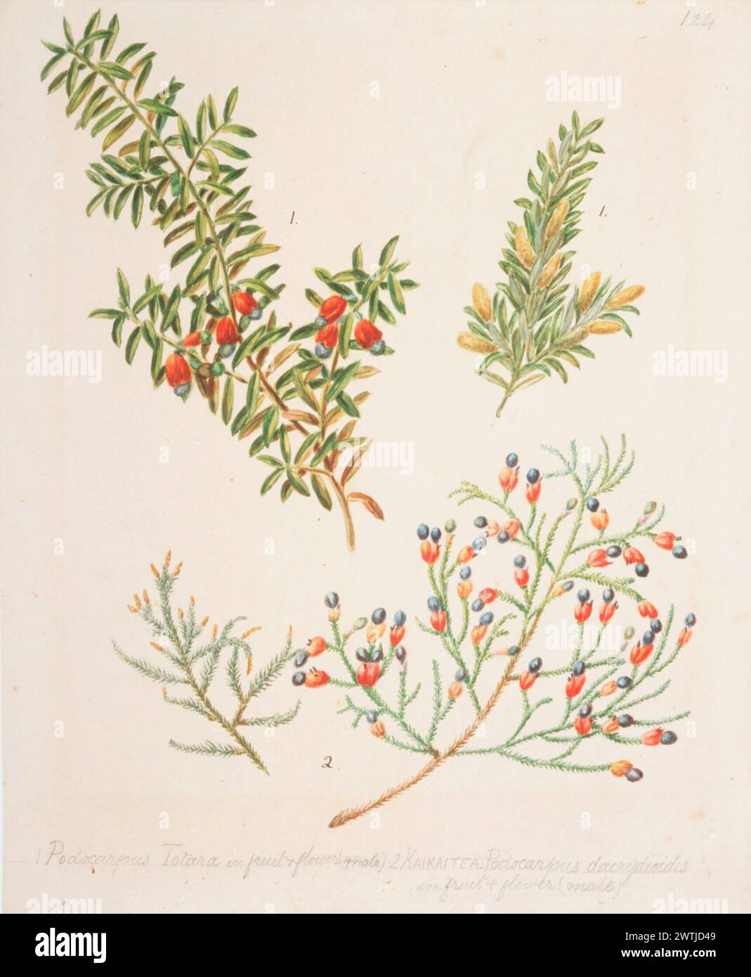 Podocarpus totara; Dacrycarpus dacrydioides watercolours, works on paper Stock Photo