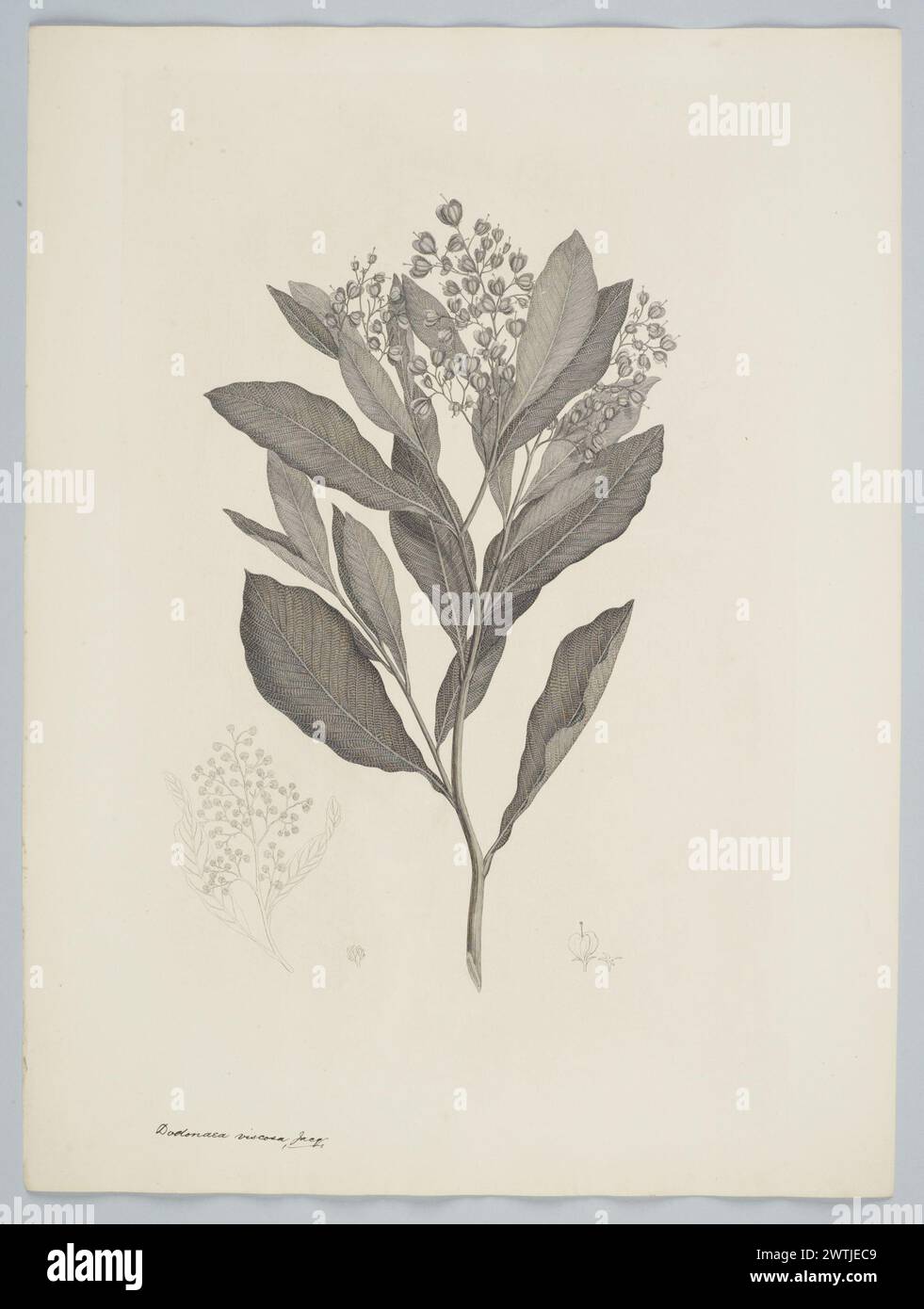 Dodonaea viscosa Jacquin prints, copper engravings, line engravings Stock Photo