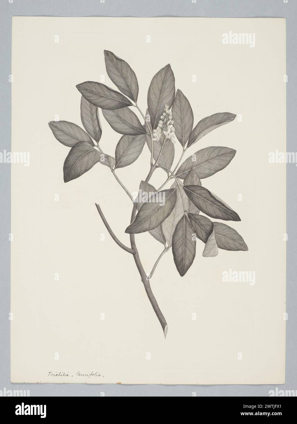 Xylocarpus granatum Koenig prints, copper engravings, line engravings Stock Photo
