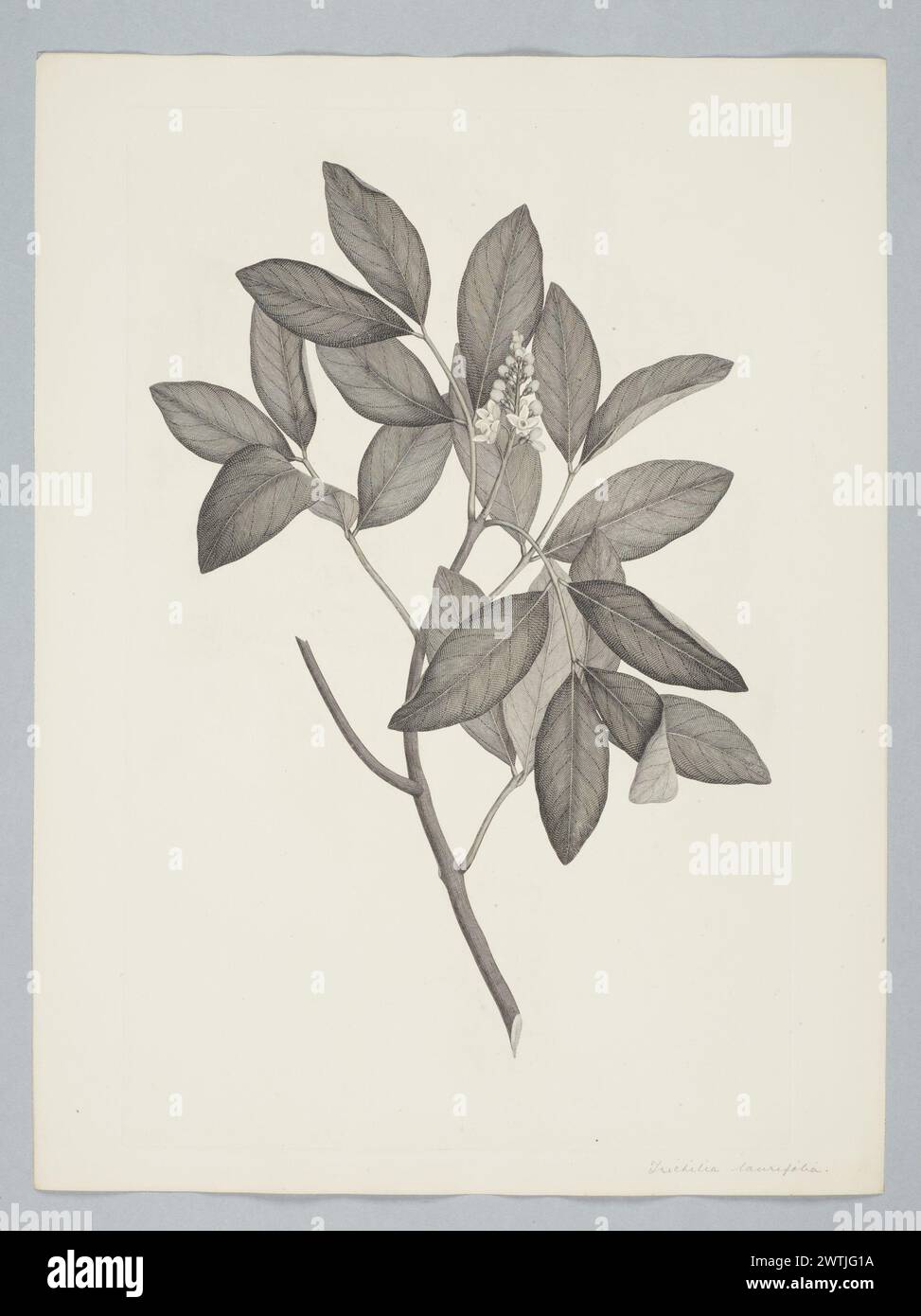 Xylocarpus granatum Koenig prints, copper engravings, line engravings Stock Photo