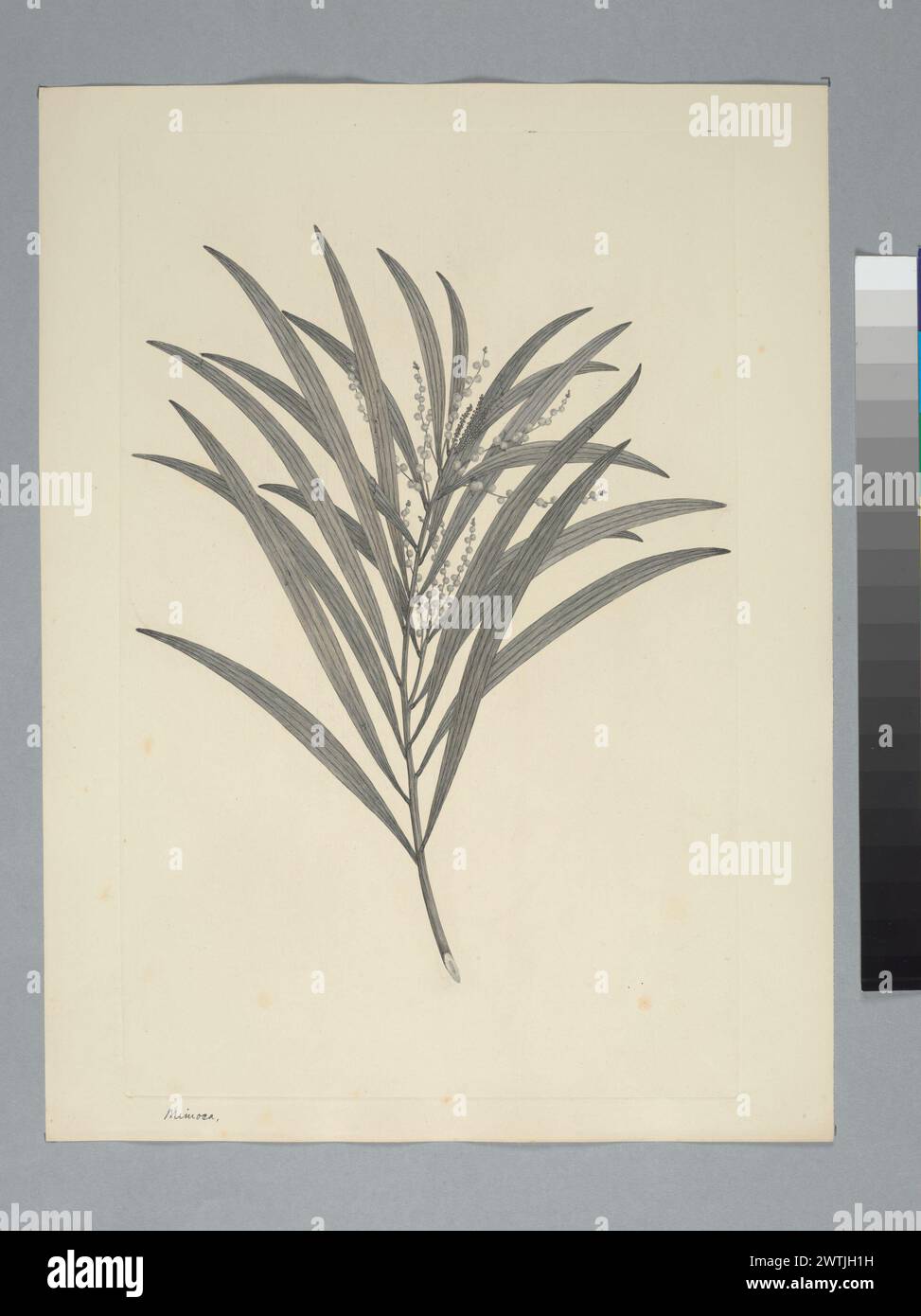Acacia longifolia (Andrews) Willdenow prints, copper engravings, line engravings Stock Photo