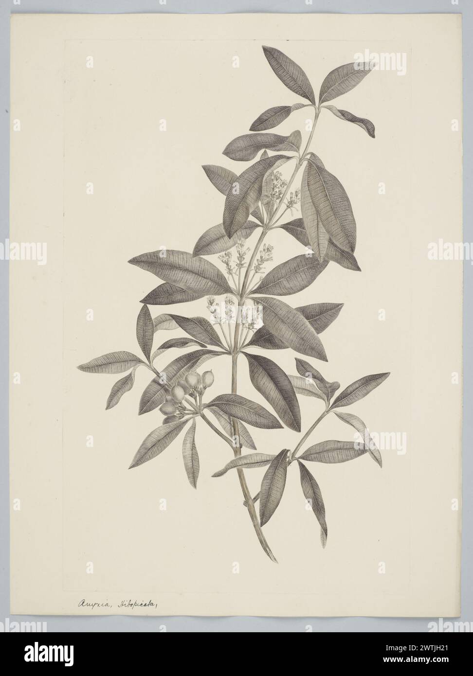 Alyxia spicata R. Brown prints, copper engravings, line engravings Stock Photo
