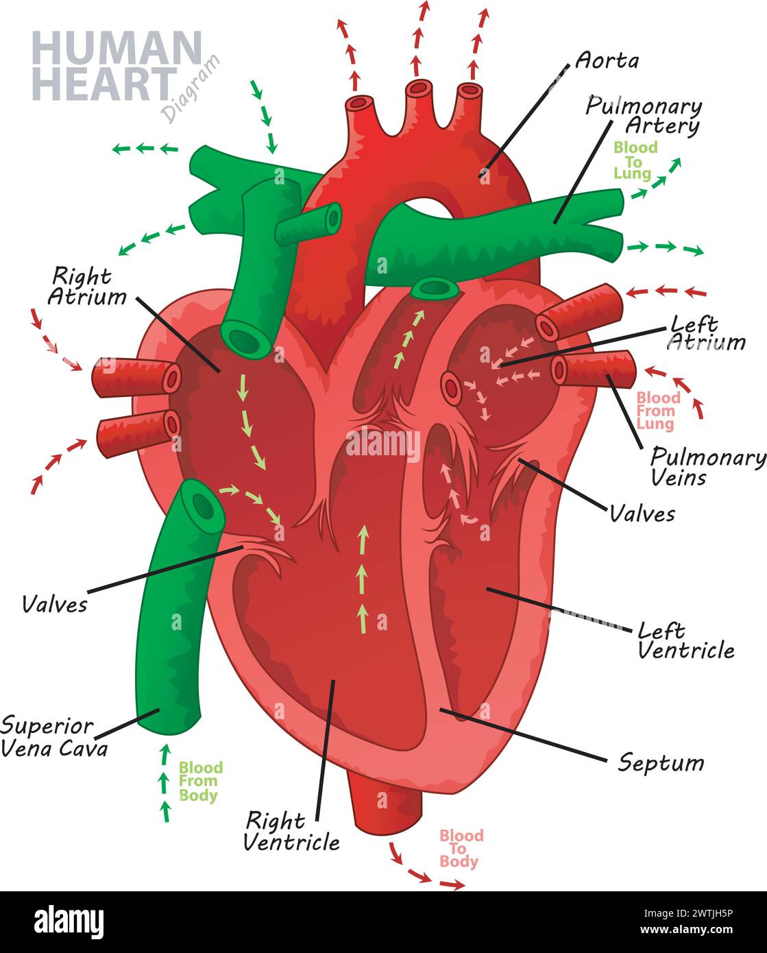 Human Heart Diagram Anatomy, Vector Illustration Stock Vector