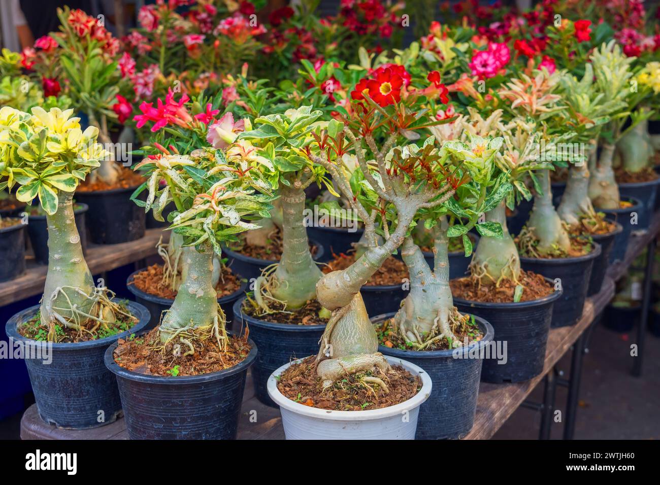 Variegated variegated adenium of various flowering colors in pots on display in the garden Stock Photo