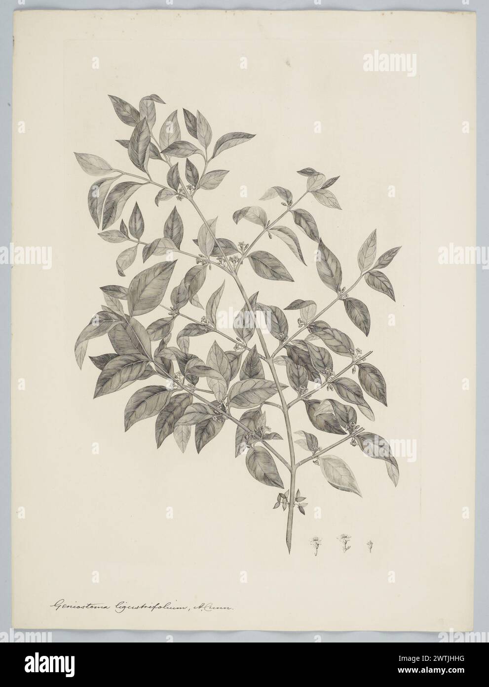 Geniostoma rupestre Forster & G. Forster var. crassum (Cheeseman) Conn prints, copper engravings, line engravings Stock Photo