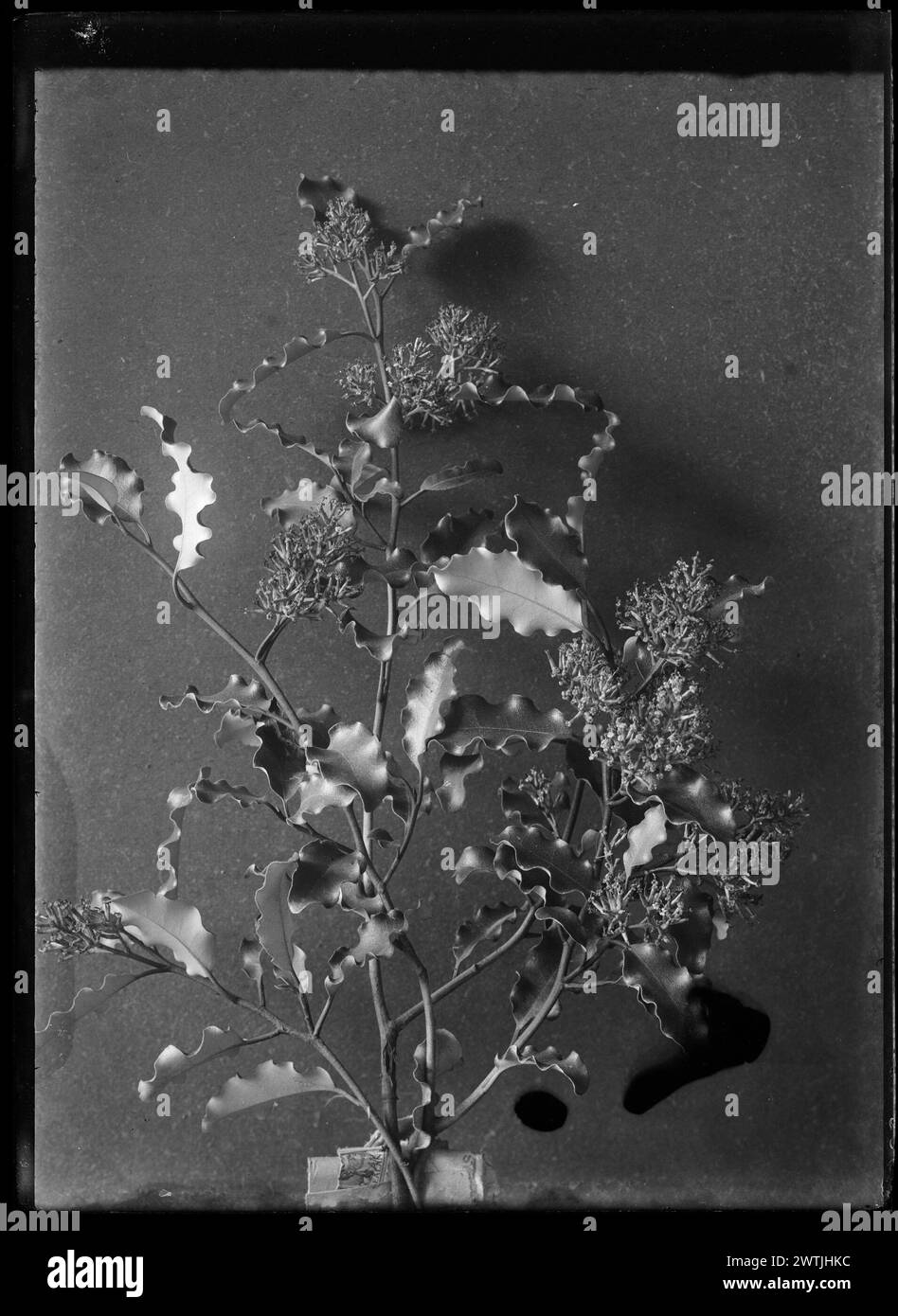 Olearia paniculata gelatin silver negatives, black-and-white negatives Stock Photo