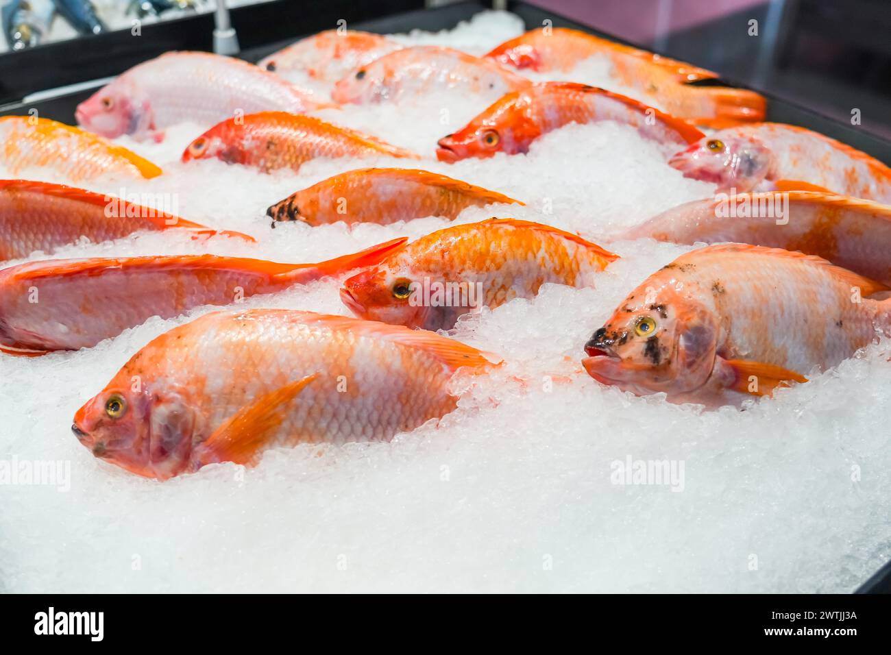 Red crucian carp hi-res stock photography and images - Alamy
