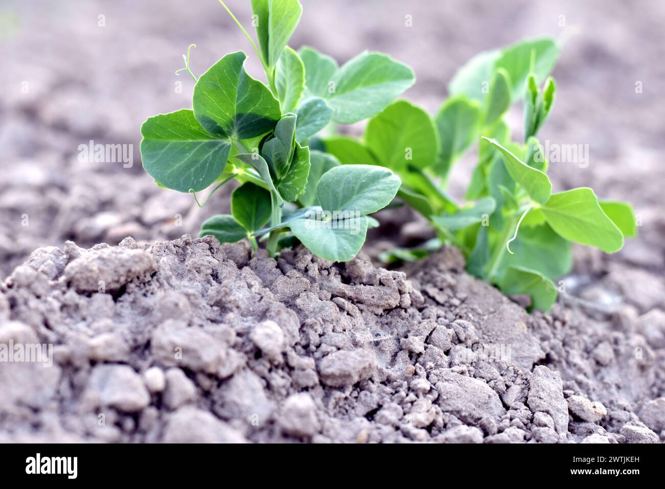 A pea bush that grew from a pea seed in the garden. Stock Photo