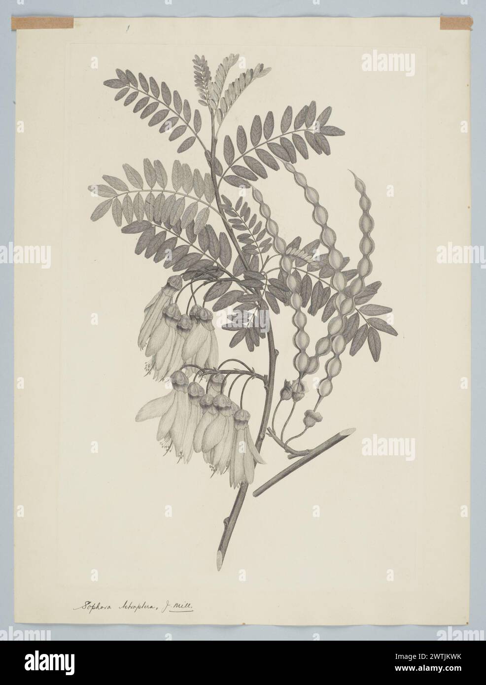 Sophora tetraptera J.S. Miller prints, copper engravings, line engravings Stock Photo