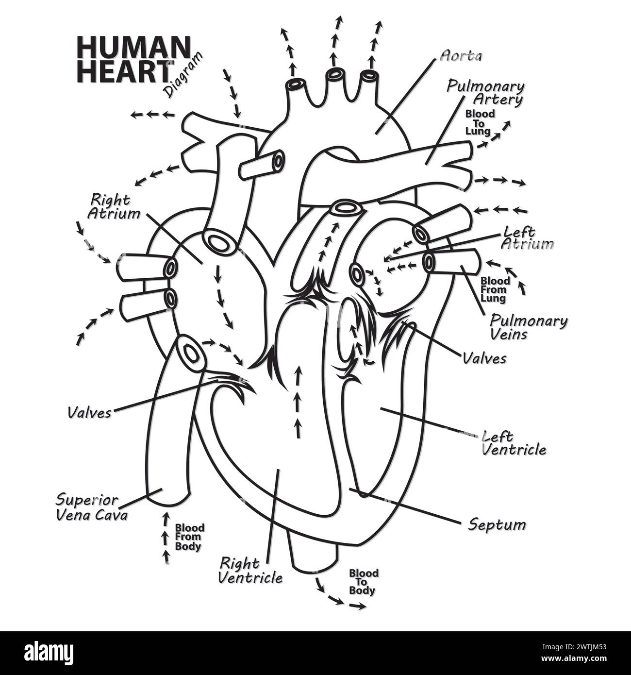 Human Heart Diagram Anatomy Outline, Vector Illustration Stock Vector