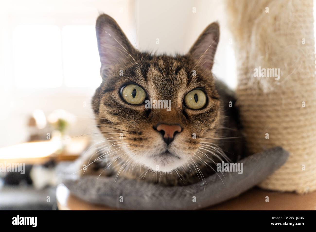 Bavaria, Germany - March 17, 2024: Cat lying relaxed on a cat tree, scratching post in the apartment *** Katze liegt entspannt auf einem Katzenbaum, Kratzbaum in der Wohnung Stock Photo