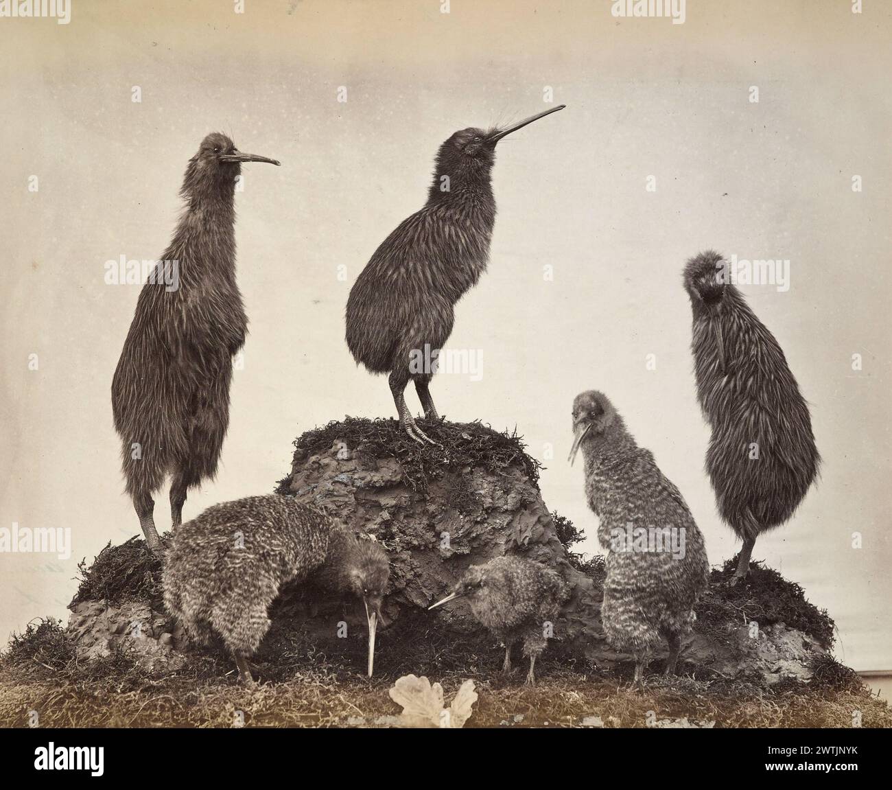Kiwis bird hi-res stock photography and images - Alamy