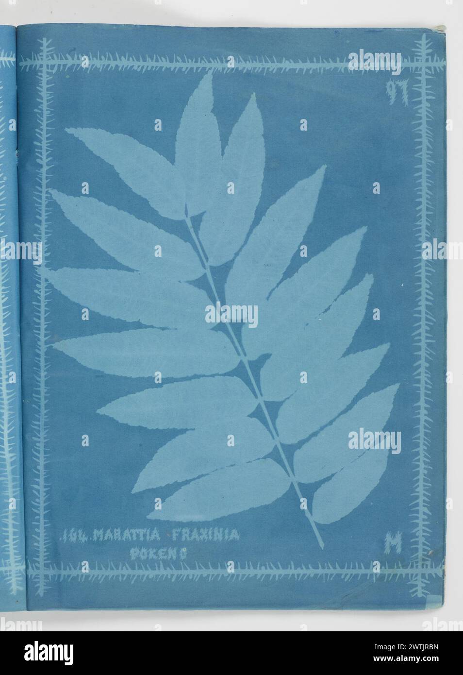 Marattia fraxinia, Pokeno. From the album: New Zealand ferns. 172 varieties cyanotypes, photographic prints Stock Photo