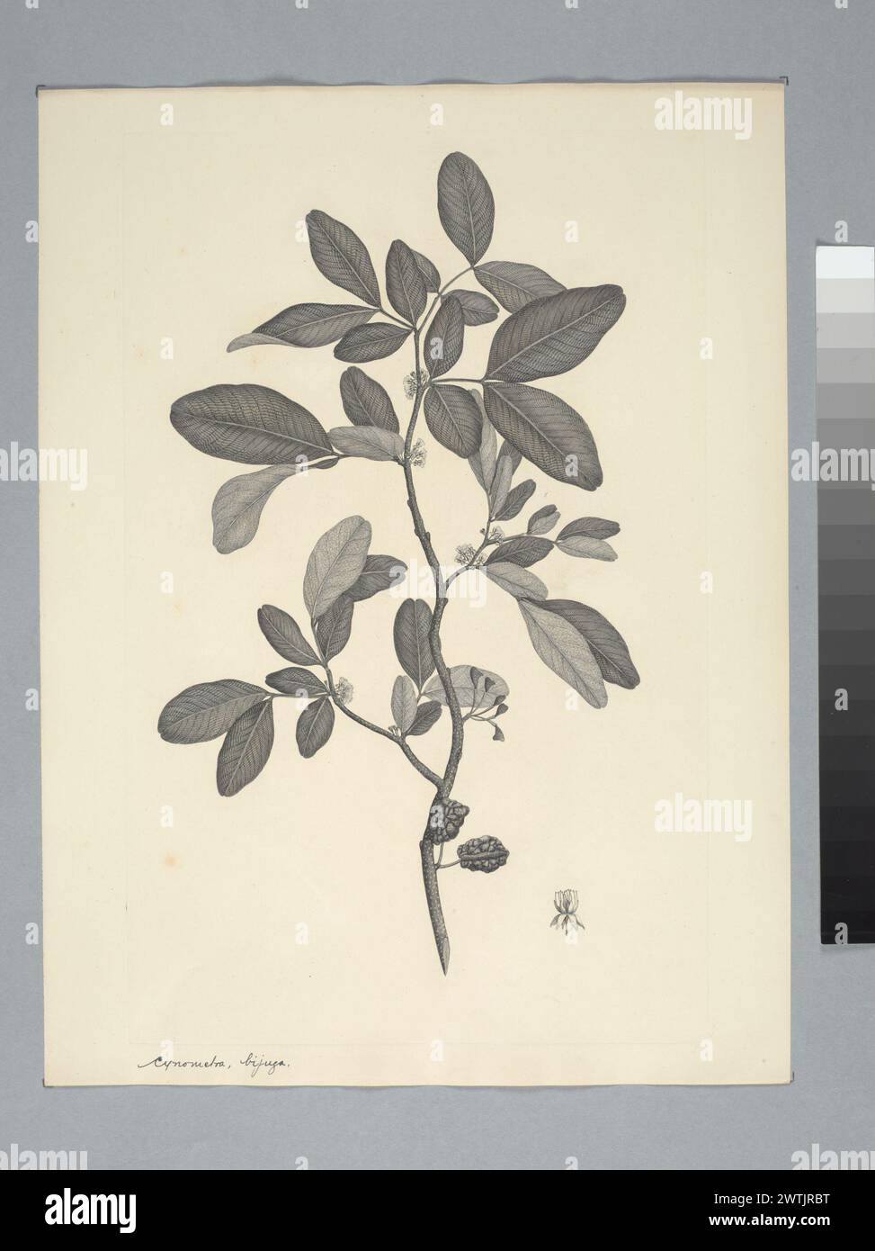 Cynometra ramiflora Linnaeus prints, copper engravings, line engravings Stock Photo