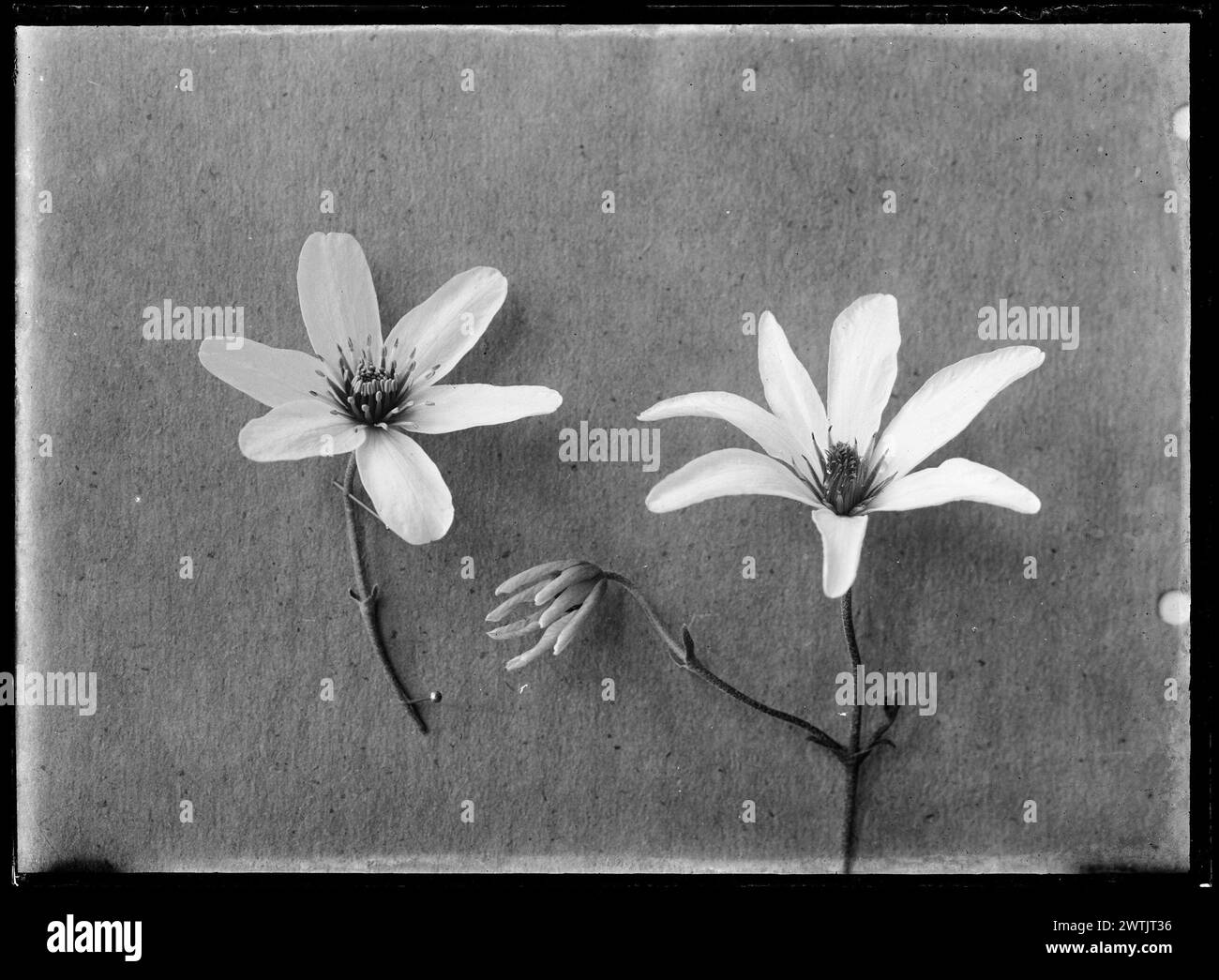 Vine growth habit Black and White Stock Photos & Images - Alamy