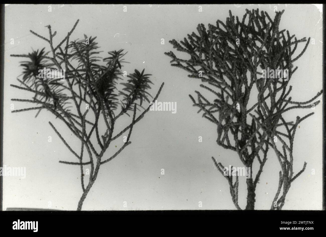 Twigs with juvenile and matured forms of the leaves of the yellow pine (Dacrydium bilforme) ... colour transparencies, colour slides Stock Photo
