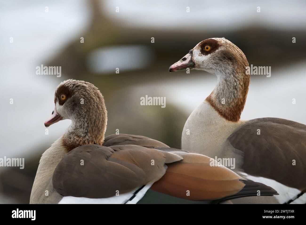 Head shots of Male and Female  Egyptian geese Stock Photo