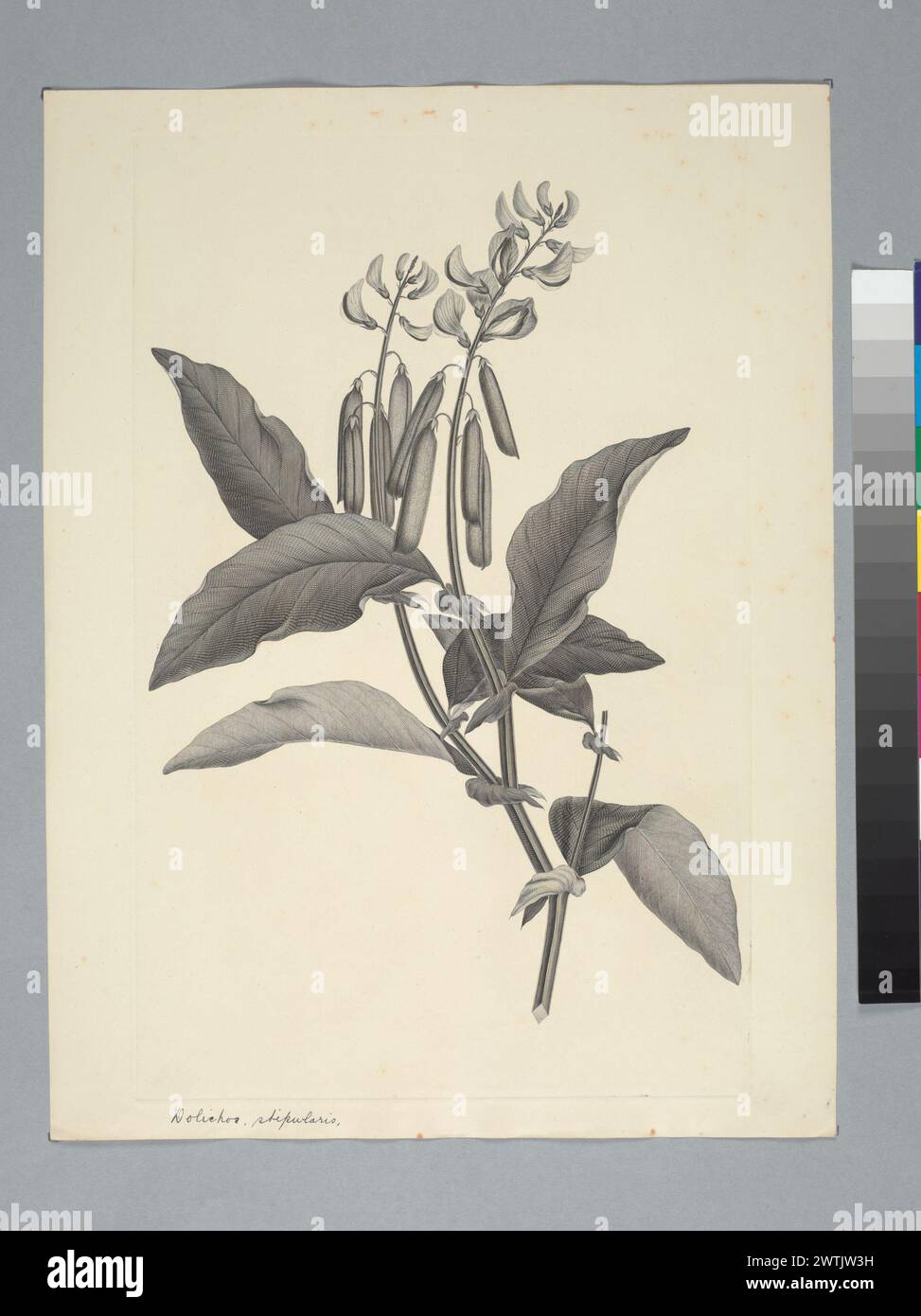 Crotalaria verrucosa Linnaeus prints, copper engravings, line engravings Stock Photo