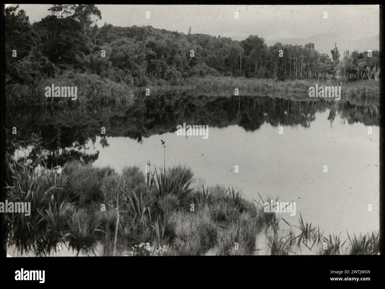 Reflections on Heart Lake, near Otaki, Horowhenua colour transparencies, colour slides Stock Photo