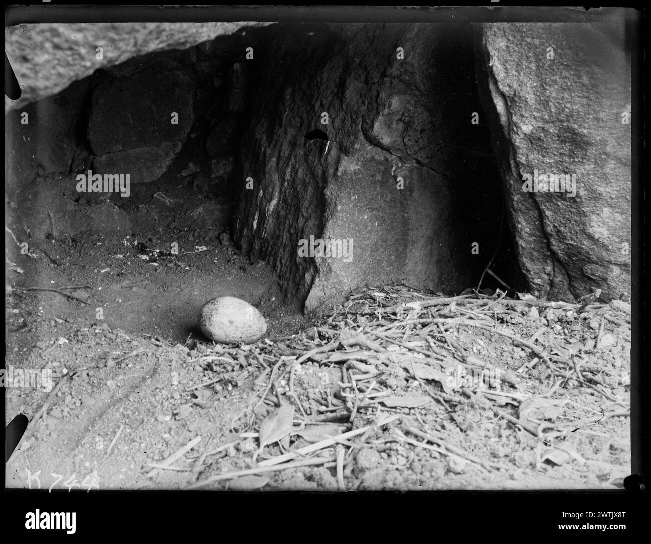 Tropic birds egg in nest black-and-white negatives Stock Photo - Alamy