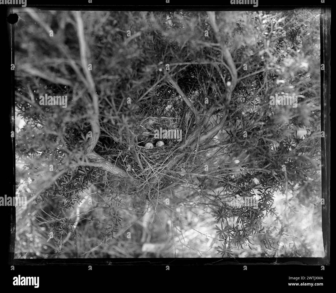 Medium wings Black and White Stock Photos & Images - Alamy