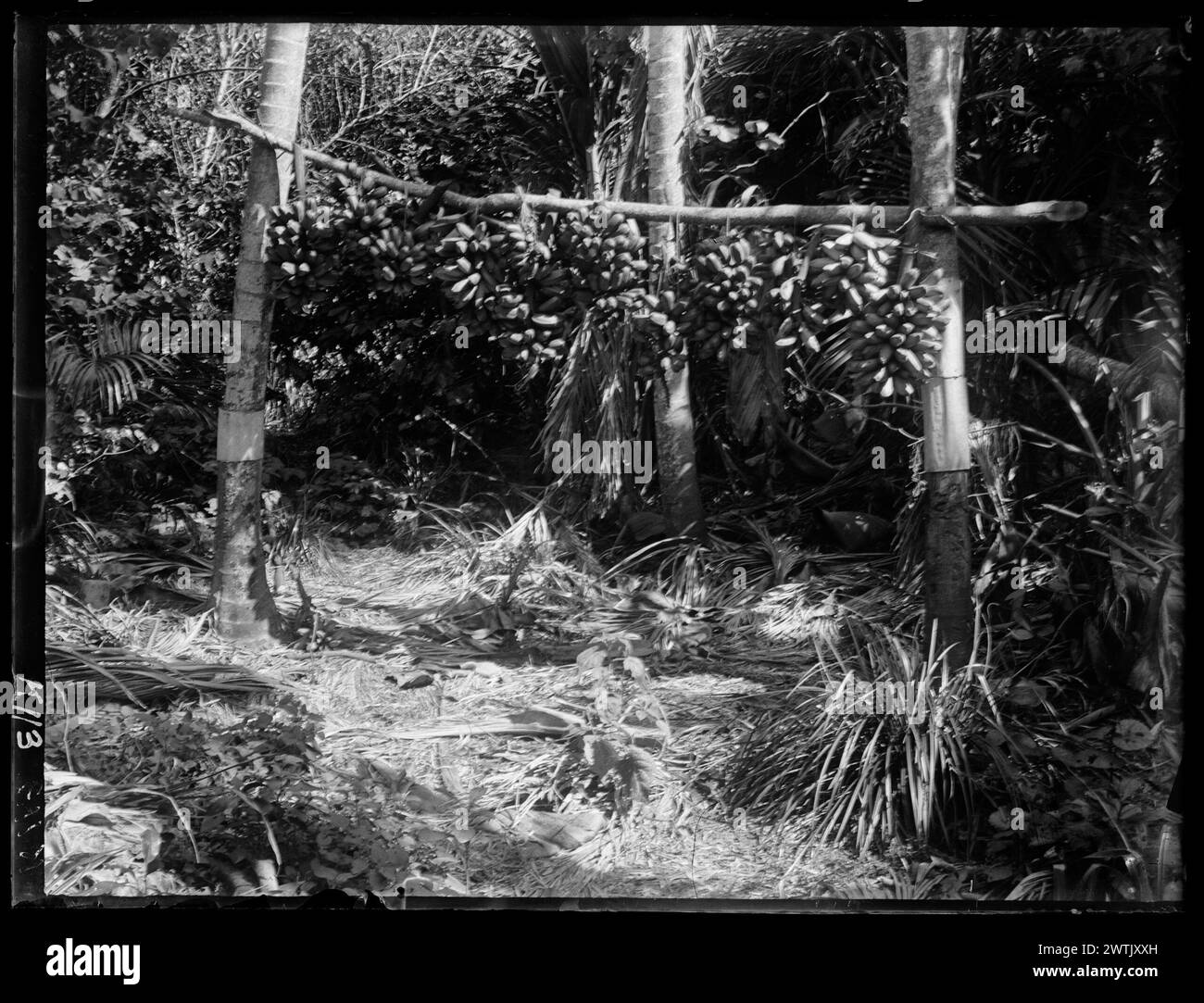Whata built of 2 Nikau palms, bananas ripening black-and-white negatives Stock Photo