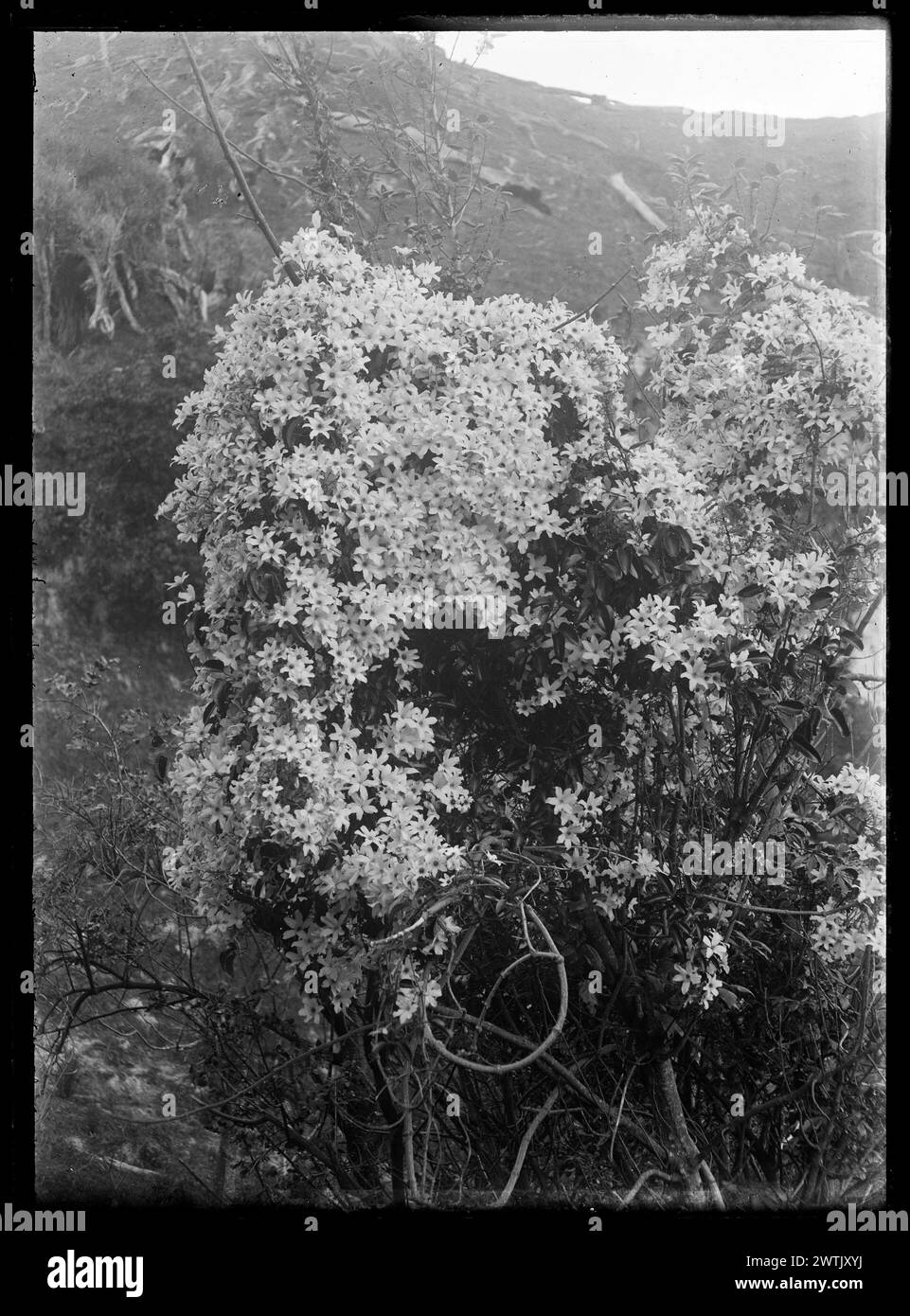Clematis art Black and White Stock Photos & Images - Alamy