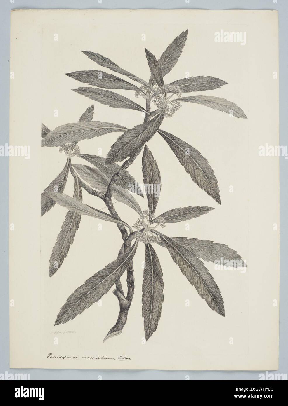Pseudopanax crassifolius (Solander ex Cunningham) C. Koch in C. Koch & Fintelmann prints, copper engravings, line engravings Stock Photo