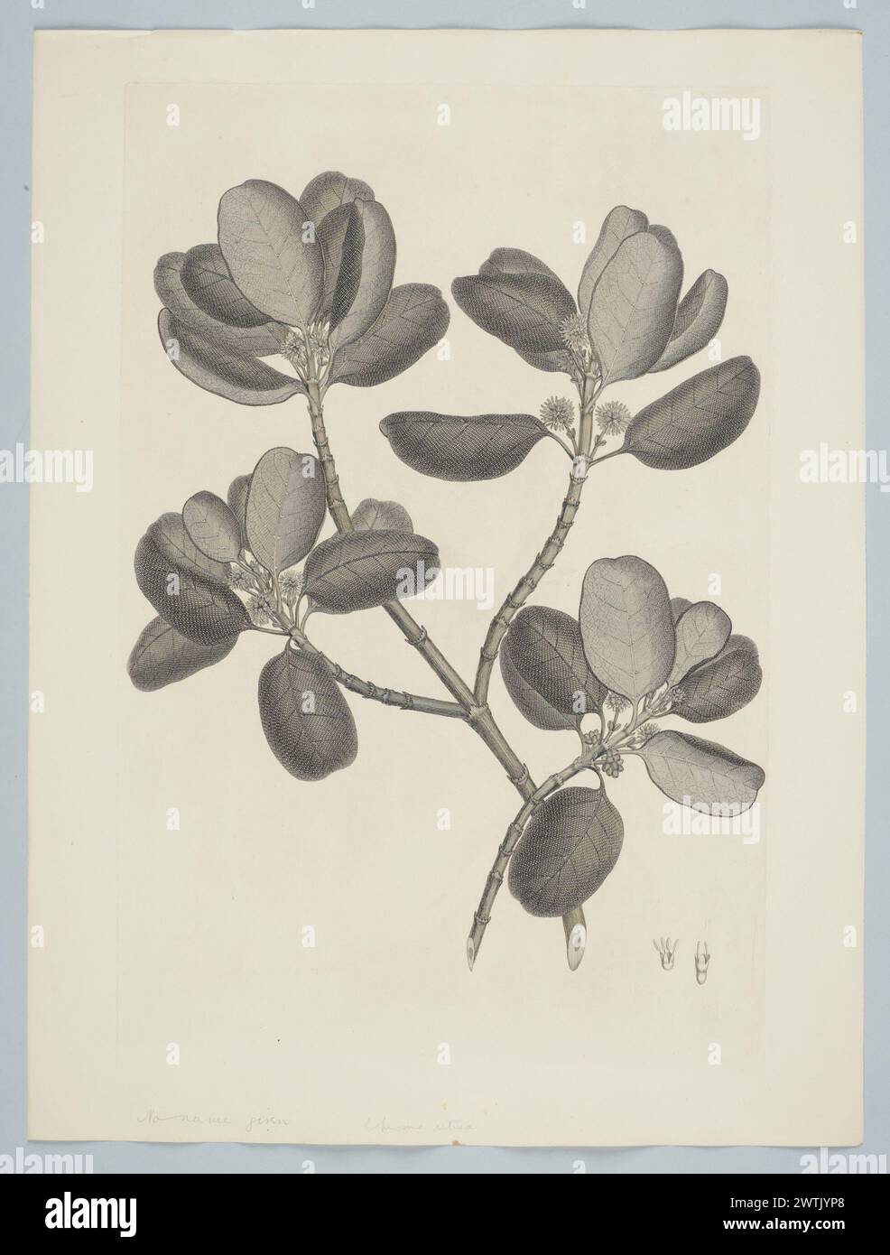 Coprosma repens A. Richard prints, copper engravings, line engravings Stock Photo