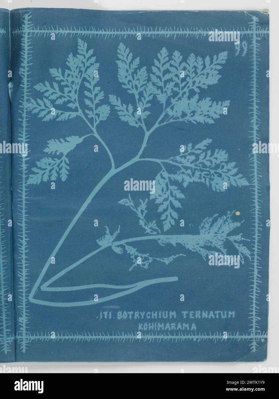 Botrychium ternatum, Kohimarama. From the album: New Zealand ferns. 172 varieties cyanotypes, photographic prints Stock Photo