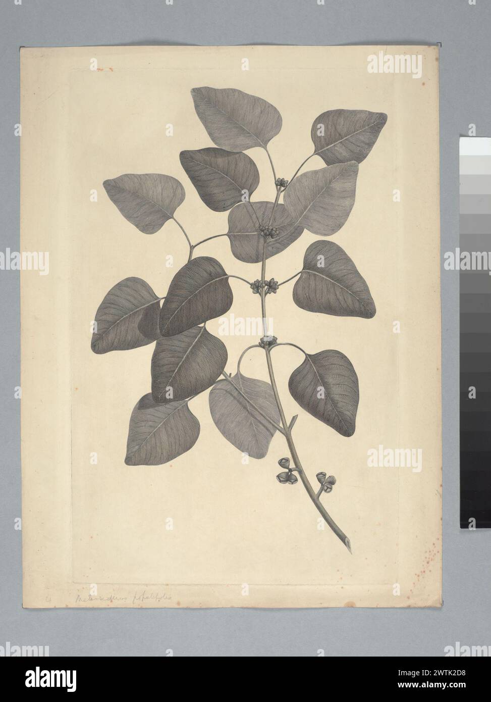 Eucalyptus alba Reinwardt ex Blume prints, copper engravings, line engravings Stock Photo