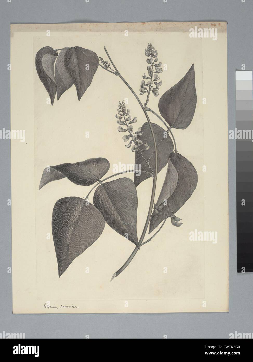 Rhynchosia acuminatissima Miquel prints, copper engravings, line engravings Stock Photo