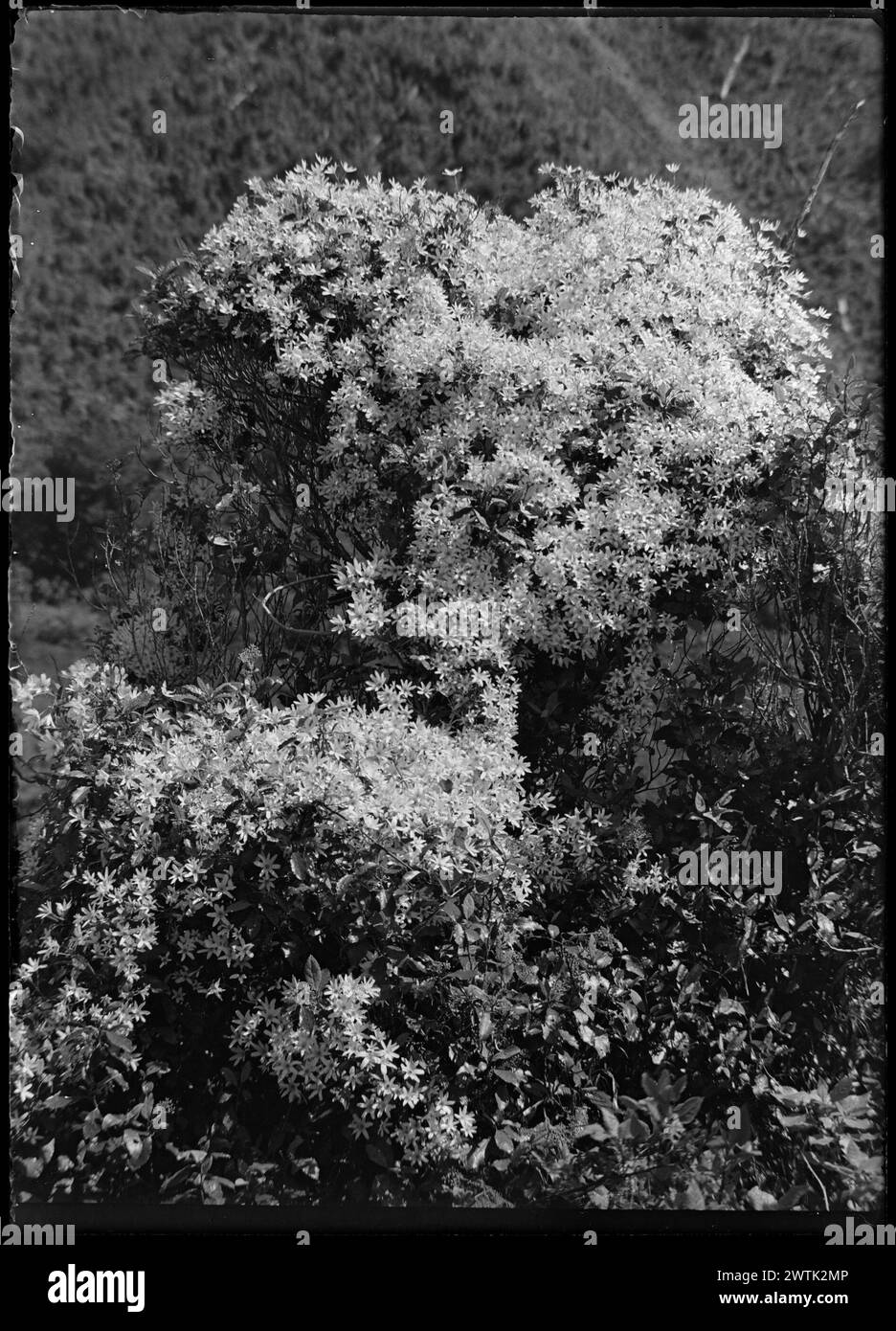 Captured flora Black and White Stock Photos & Images - Alamy