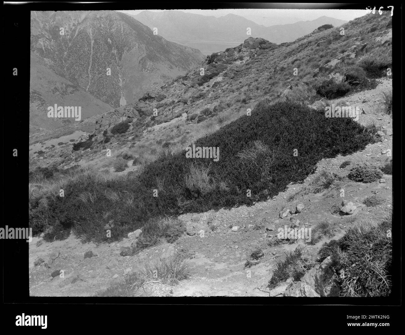 Alpine Scrub gelatin silver negatives, black-and-white negatives Stock ...