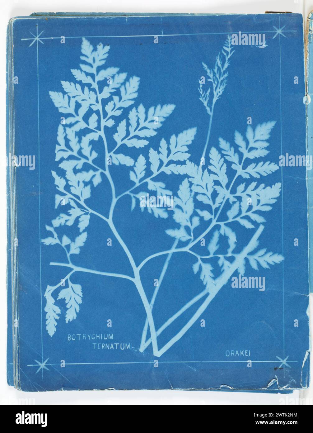 Botrychium ternatum, Orakei. From the album: New Zealand ferns. 148 varieties cyanotypes, photographic prints Stock Photo