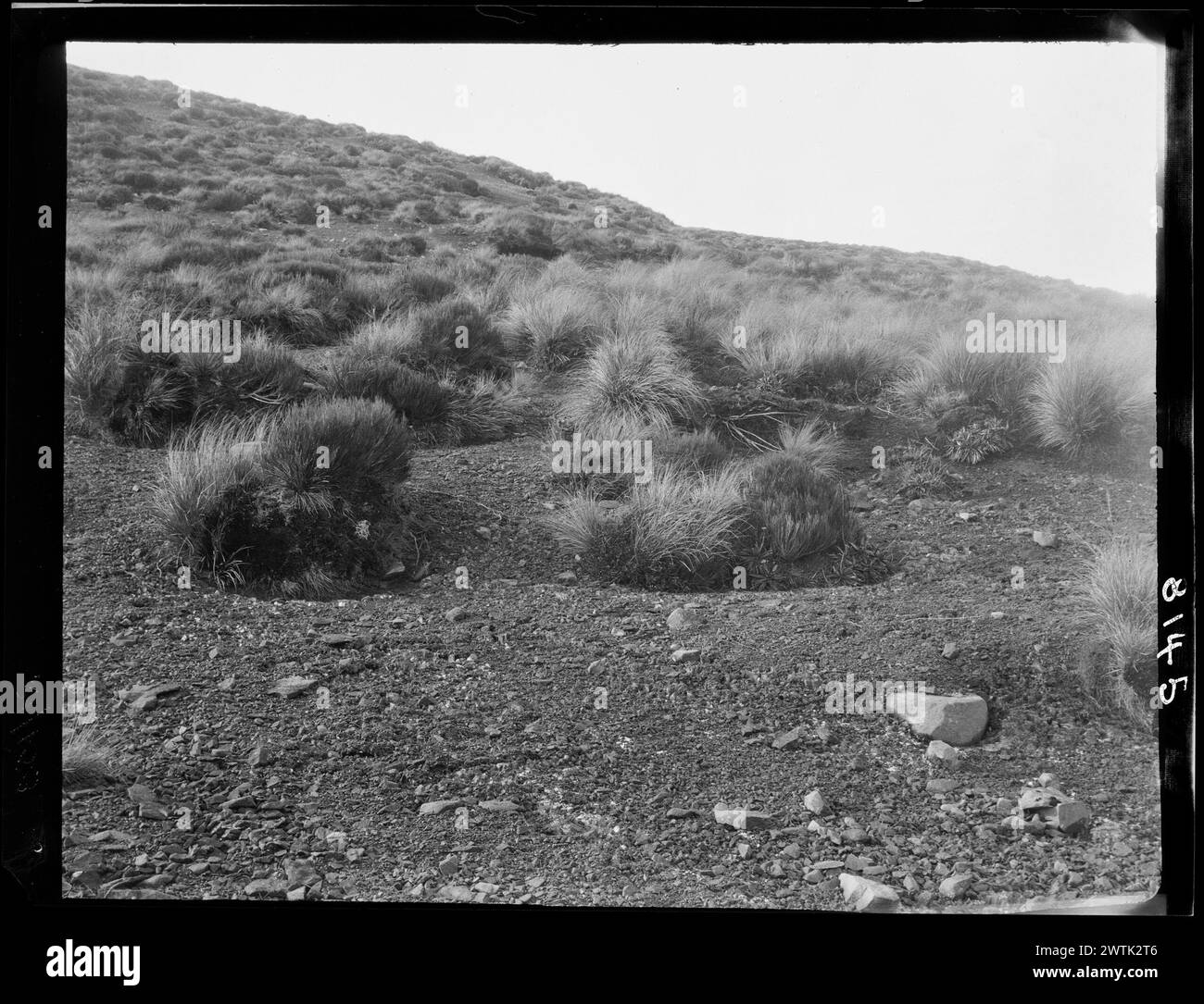 Danthonia (Tufted Pasture Grass) gelatin silver negatives, black-and-white negatives Stock Photo