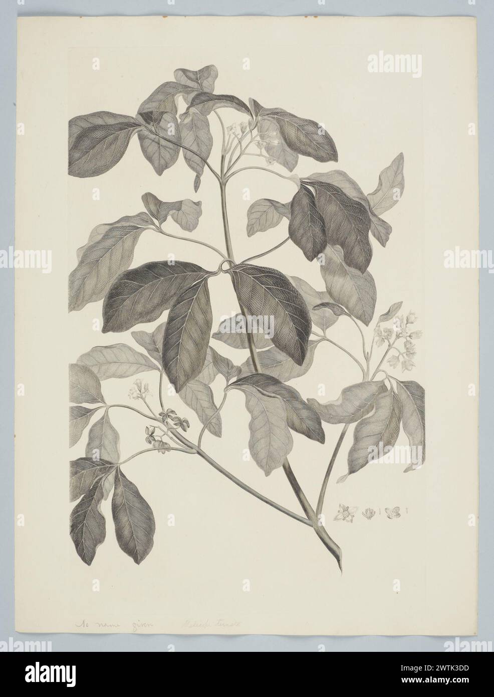 Melicope ternata Forster & G. Forster prints, copper engravings, line engravings Stock Photo