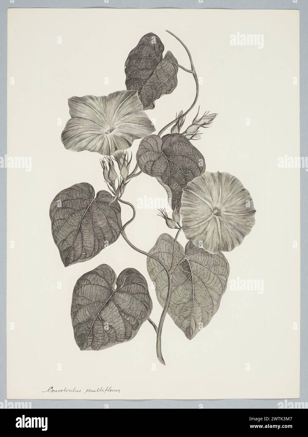 Ipomoea indica (Burman f.) Merrill prints, copper engravings, line engravings Stock Photo