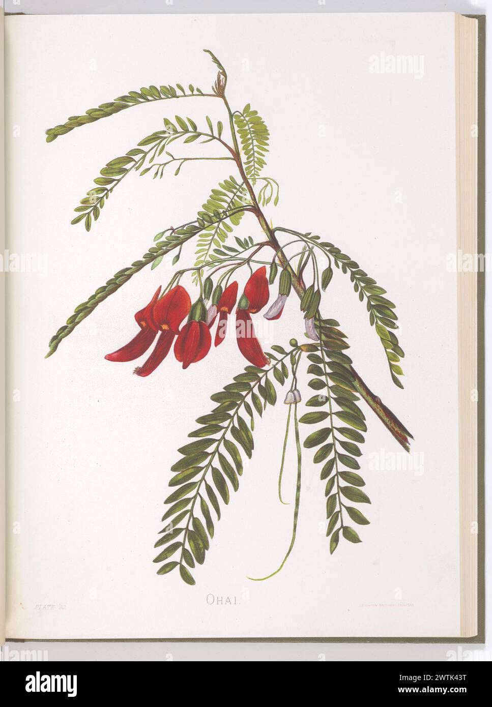 Ohai. Plate 22 from the book: Indigenous flowers of the Hawaiian Islands Stock Photo